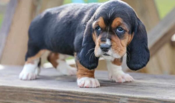 Lilly